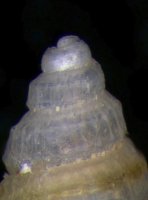 Un aiutino per questa Alvania, Grazie